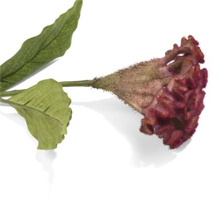 Coco Maison Celosia Spray kunstbloem H62cm